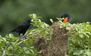 Red-rumped Cacique