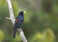 Red-rumped Cacique