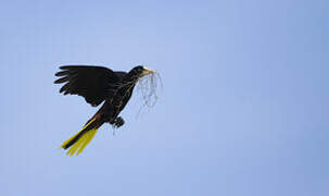 Crested Oropendola