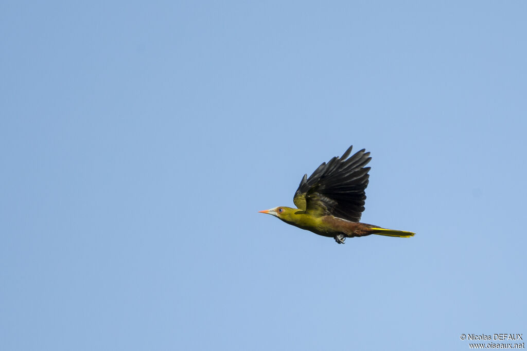 Green Oropendola, Flight