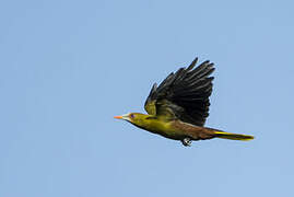 Green Oropendola