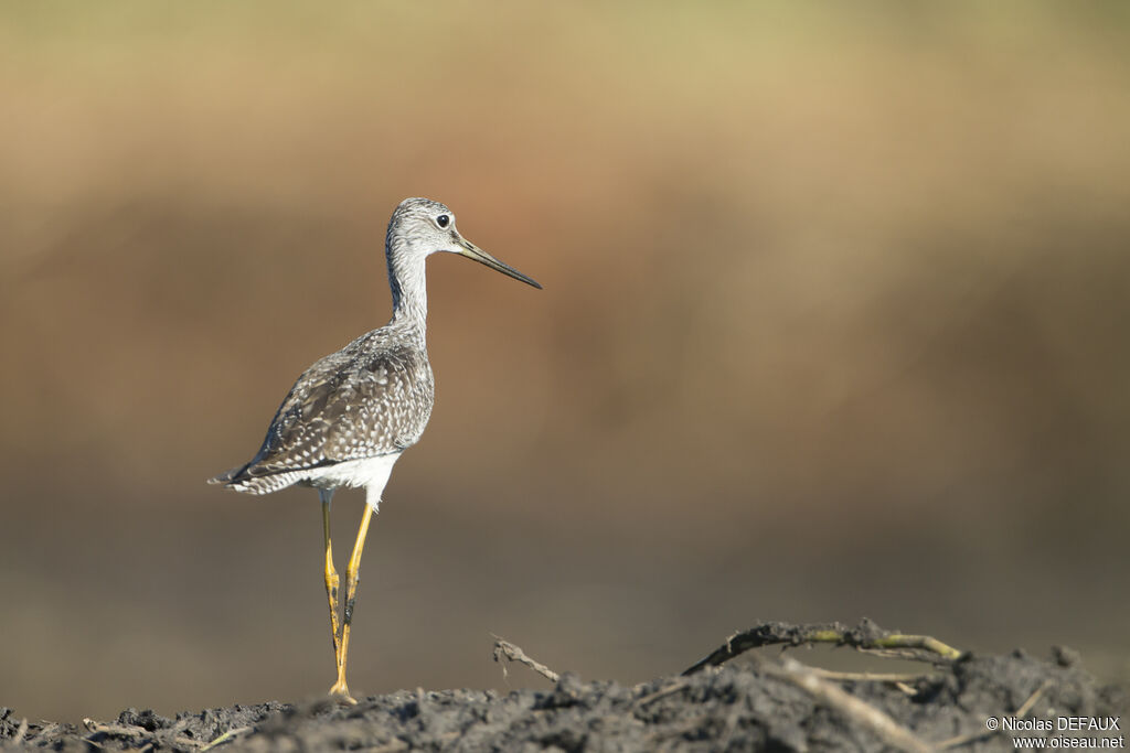 Greater Yellowlegs