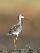 Greater Yellowlegs