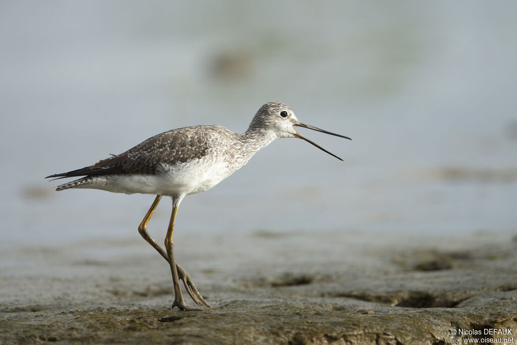 Greater Yellowlegs