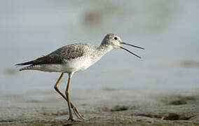 Greater Yellowlegs