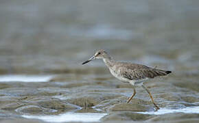 Willet