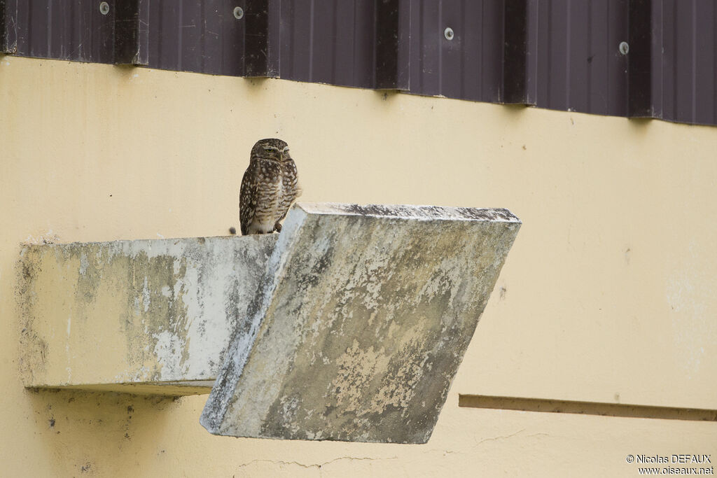 Burrowing Owl