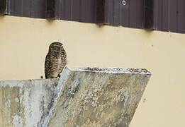 Burrowing Owl