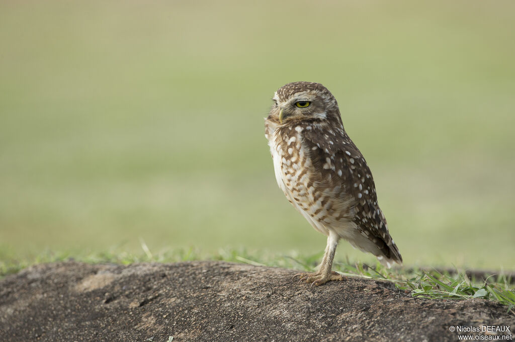 Burrowing Owl