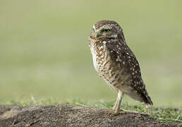 Burrowing Owl