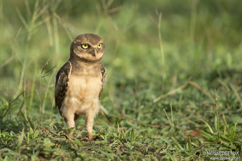 Burrowing Owljuvenile, identification, close-up portrait
