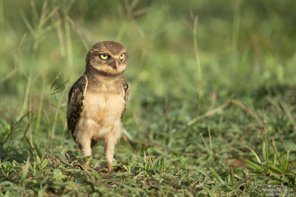 Burrowing Owljuvenile, identification, close-up portrait