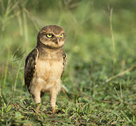 Burrowing Owl