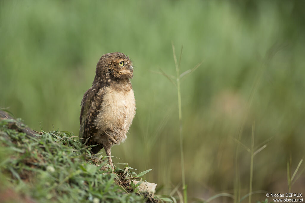 Chevêche des terriersjuvénile, identification