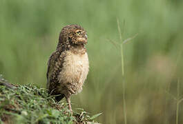 Burrowing Owl