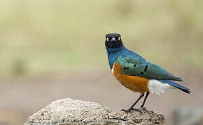 Superb Starling