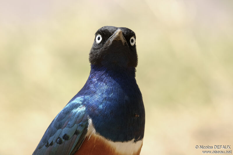 Superb Starling, close-up portrait