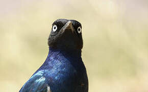 Superb Starling