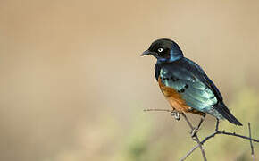 Superb Starling