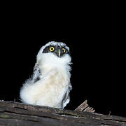 Spectacled Owl