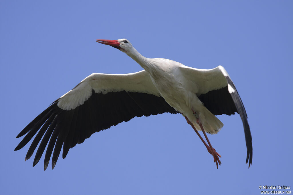 White Stork