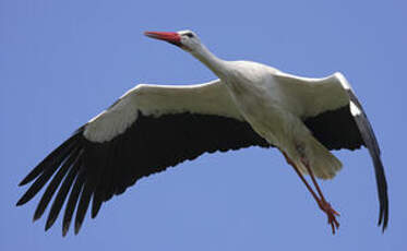 Cigogne blanche