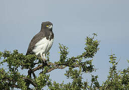 Black-chested Snake Eagle