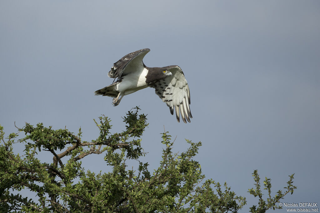 Black-chested Snake Eagle, close-up portrait, Flight