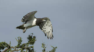 Black-chested Snake Eagle