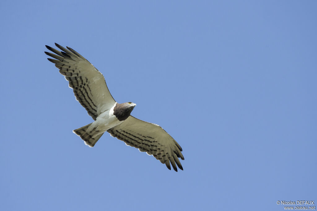 Black-chested Snake Eagleadult, Flight