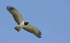 Black-chested Snake Eagle