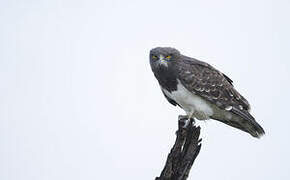 Black-chested Snake Eagle