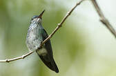 Colibri à menton bleu