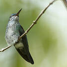 Colibri à menton bleu
