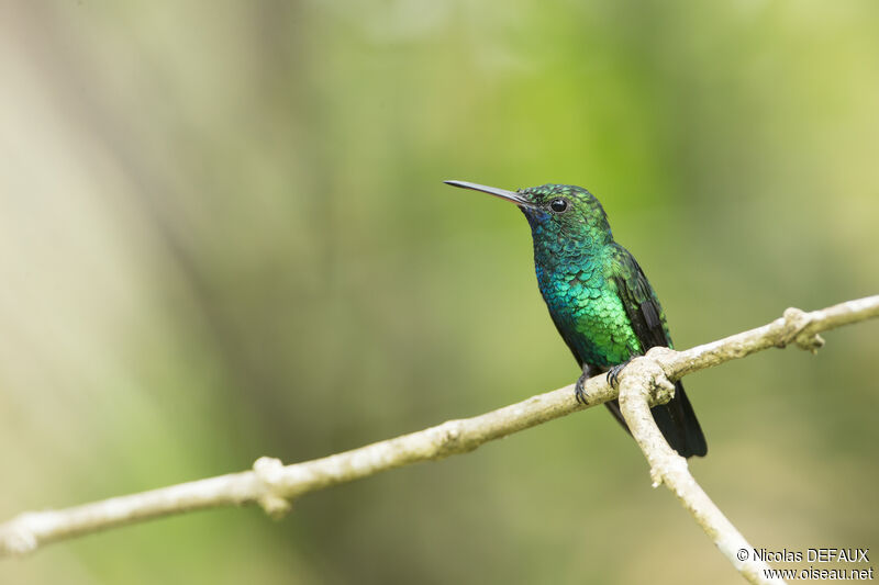 Blue-chinned Sapphire male