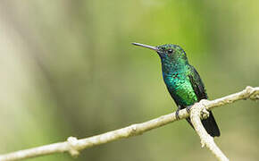 Blue-chinned Sapphire