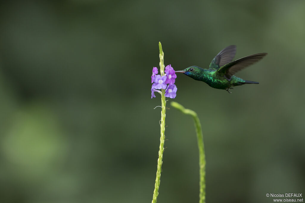 Blue-chinned Sapphire male, Flight, eats