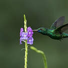 Colibri à menton bleu