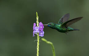 Colibri à menton bleu