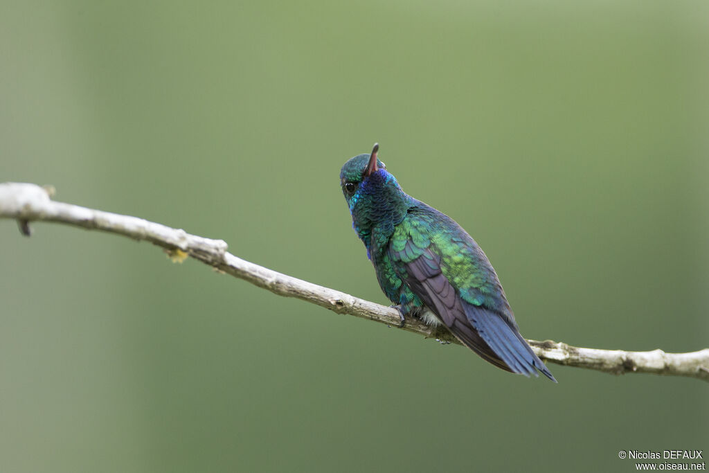 Colibri à menton bleu mâle adulte, portrait