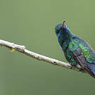 Colibri à menton bleu