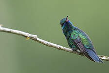 Colibri à menton bleu