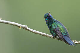 Blue-chinned Sapphire