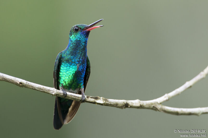 Blue-chinned Sapphire male adult, close-up portrait