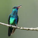 Colibri à menton bleu