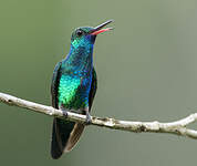 Colibri à menton bleu