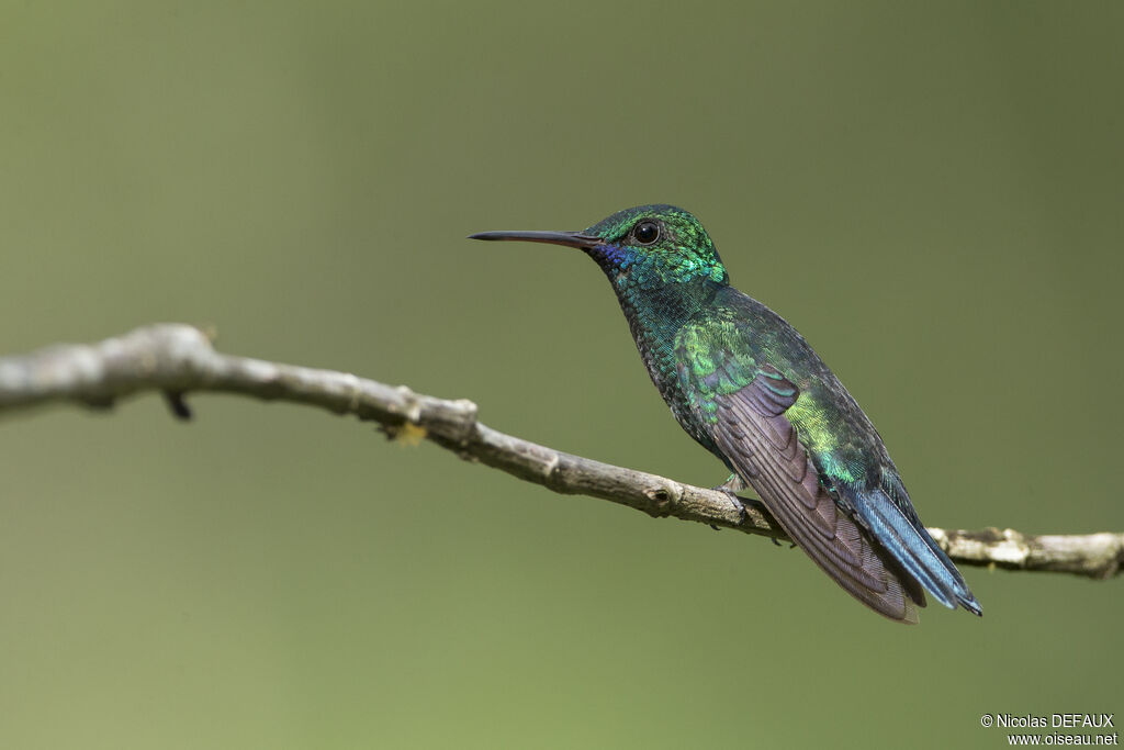 Blue-chinned Sapphire male adult, close-up portrait