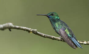 Blue-chinned Sapphire