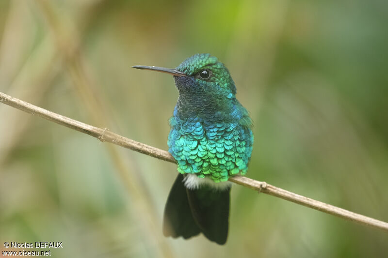 Blue-chinned Sapphireadult, close-up portrait