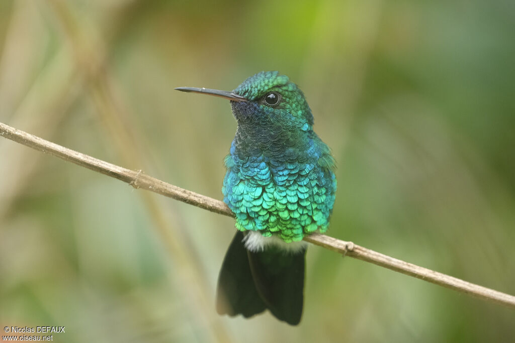 Blue-chinned Sapphireadult, close-up portrait